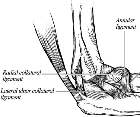 Collateral Ligaments Of The Elbow - slide share